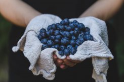 Les bleuets, de petites baies aux grandes vertus